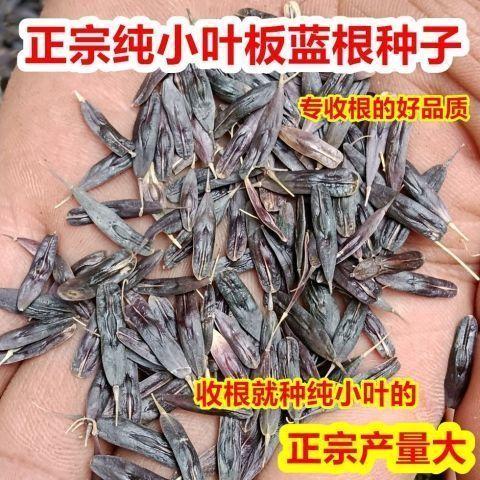 小叶板蓝根种子中药材正