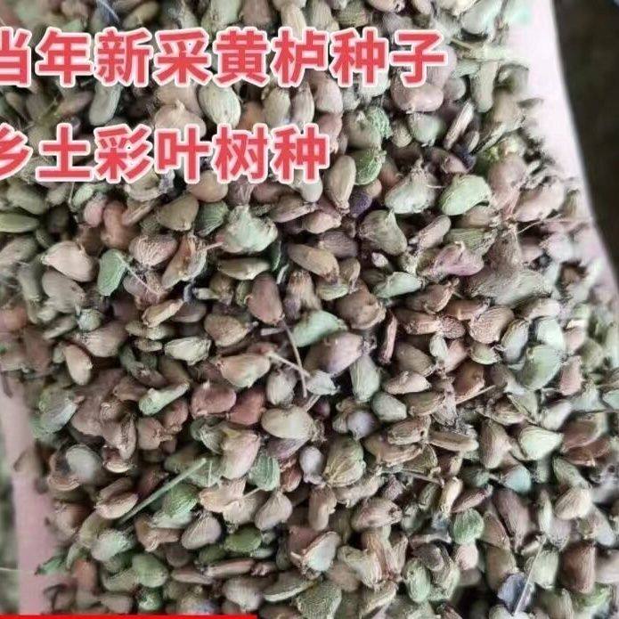 新采黄栌种子黄栌树种子乡土彩叶树种子黄栌树种籽景观树造林种子