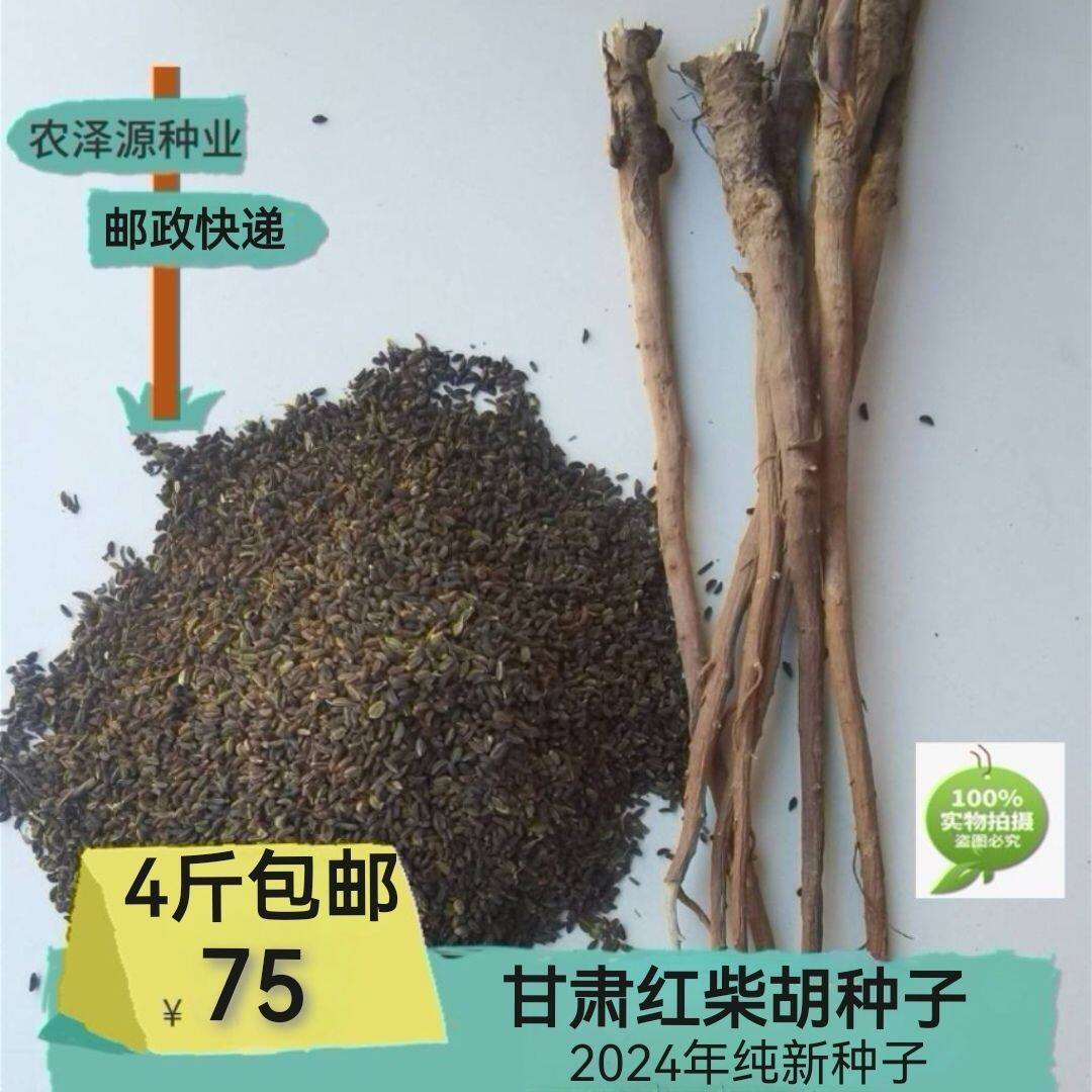 柴胡种子包邮甘肃纯新正宗红柴胡籽优质无杂发芽率高药材种子批发