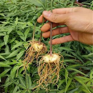 药材种子姜型多花黄精种籽高杆不倒苗黄精种子鸡头黄精