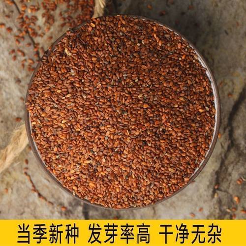 种子新鲜种籽岷县材当参党归黄芪苗种孑种植