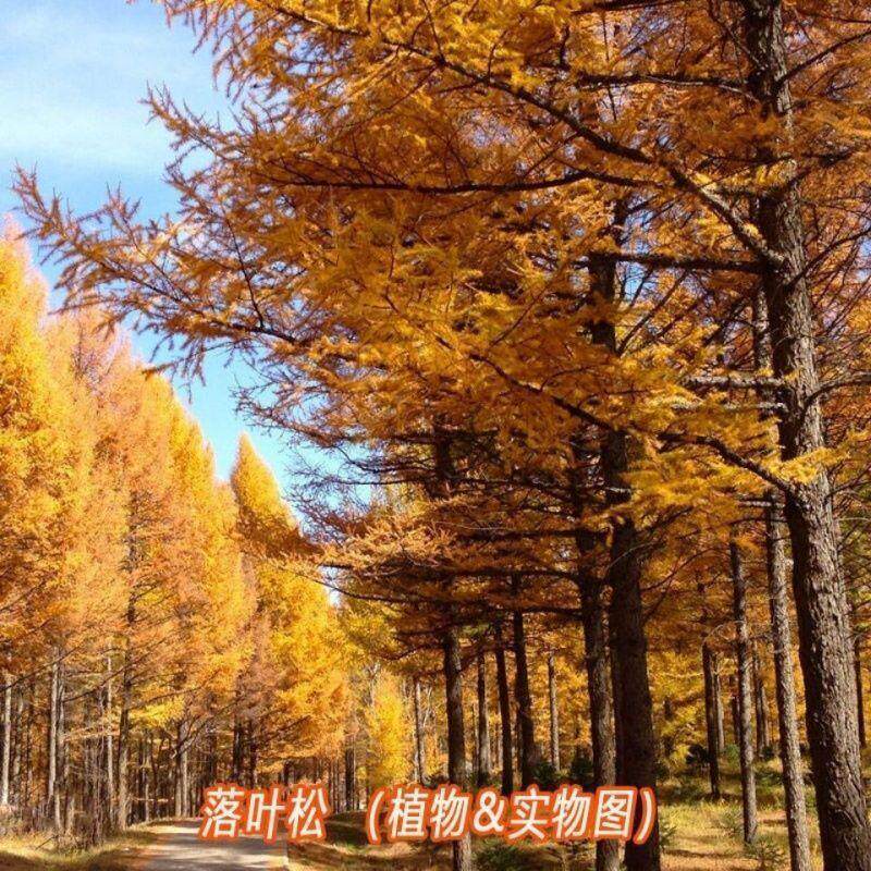 落叶松种子园林绿化松树木坚硬耐腐朽木材料当年新采林木种子包邮