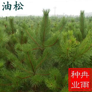 油松种子林木树种松树种籽短叶松短叶马尾松红皮松东北黑松树种籽