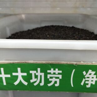 新采 十大功劳种子 老鼠刺种子 猫刺叶种子 种子 包邮