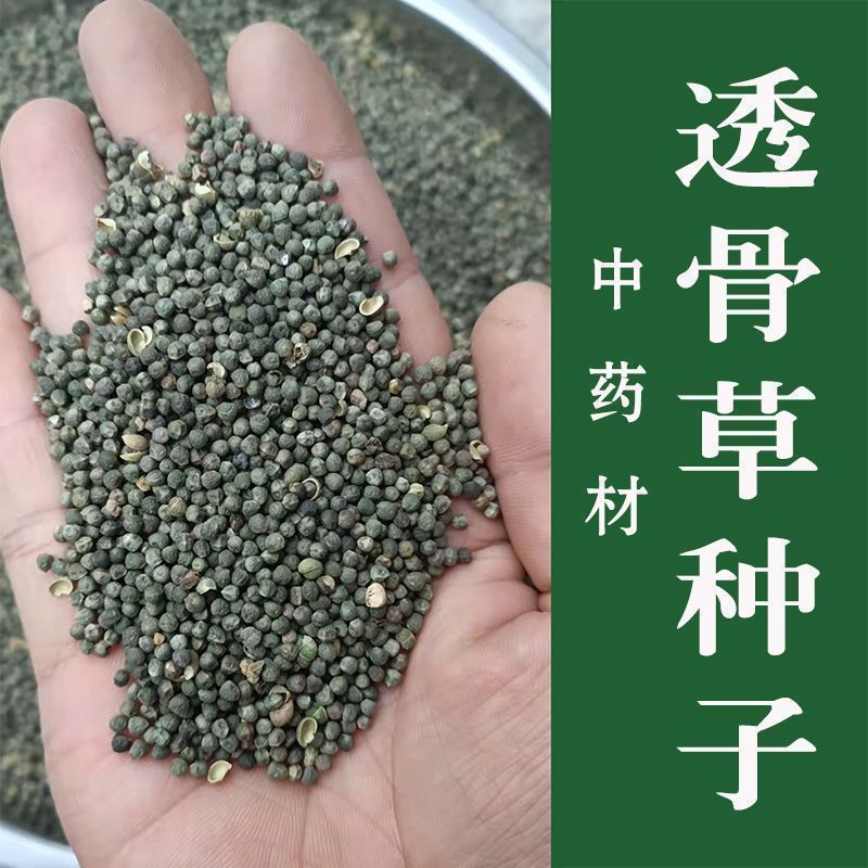 珍珠透骨草种子 野生透骨草籽 新采散装中药材中草药春季药材种子