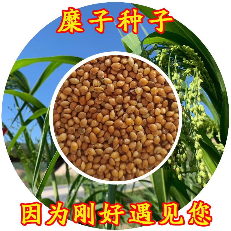 糜子籽种子黄米黄色小圆