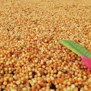 云南滇黄精种子鸡头黄精籽种多花不到苗!姜型黄精种子!节节高籽