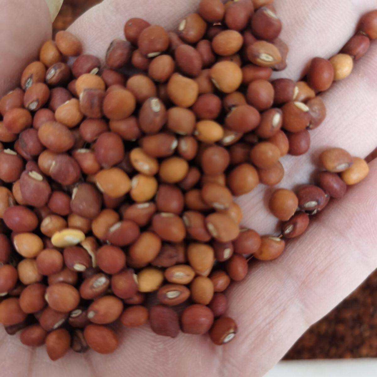 木豆种子灌木种子边坡绿化种子矿山覆绿种子