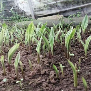 紫花毛慈菇果夹正宗杂交驯化品种种植育苗紫花颗颗饱满