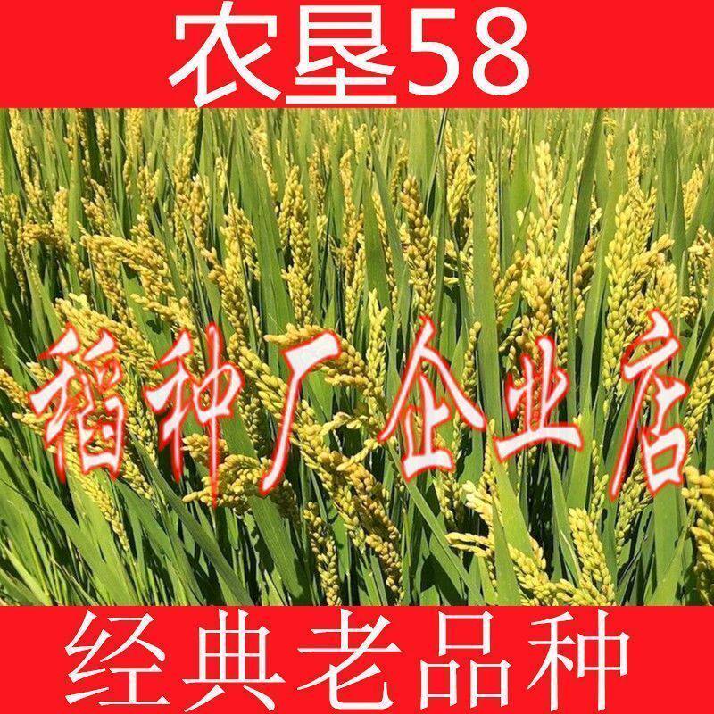农垦58粳稻种子水稻种子香米种子高产抗病抗倒伏口感好旱稻种子