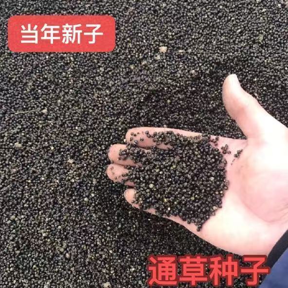 当季大通草种子当季新采通草芽率有保障通草批发材根木通树