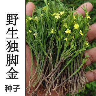 独脚金种子独脚金疳积草 独脚甘独脚柑 野生独脚金一年生草本植