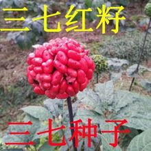 云南文山三七种子药材种子三七红籽人参种子田七种子南北方四季种