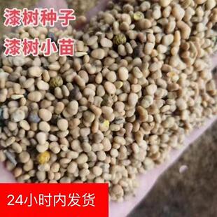 当年新采漆树种子落叶乔木种子油漆树种子林木种子漆树种籽包邮