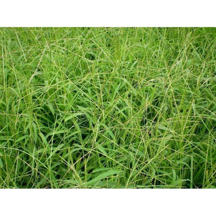 马唐草 草子花草仔护坡草籽绿化免修剪四季青小盆草坪种子