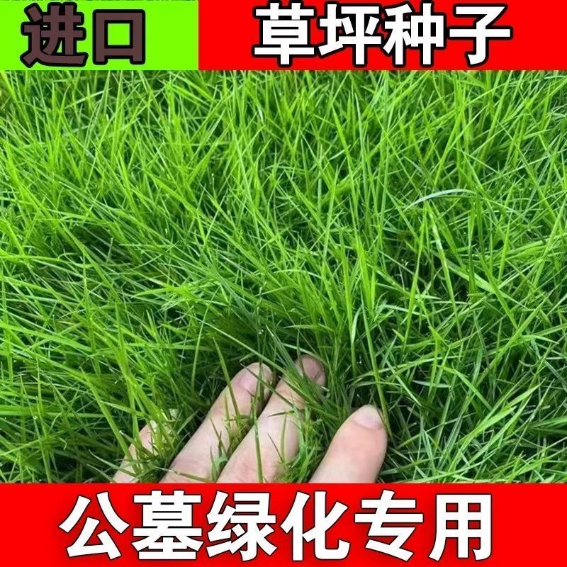 长镰草种子响铃草籽墓地草坪种子坟地草籽 四季青草籽 坟头草茅草