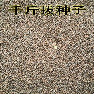 药材种子 千斤拔种子小叶千斤拔种子大叶千金拔种子盆栽庭院种植
