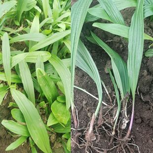 正宗冰球子种子 独叶白芨种子材山慈菇泥冰子红白芨优质