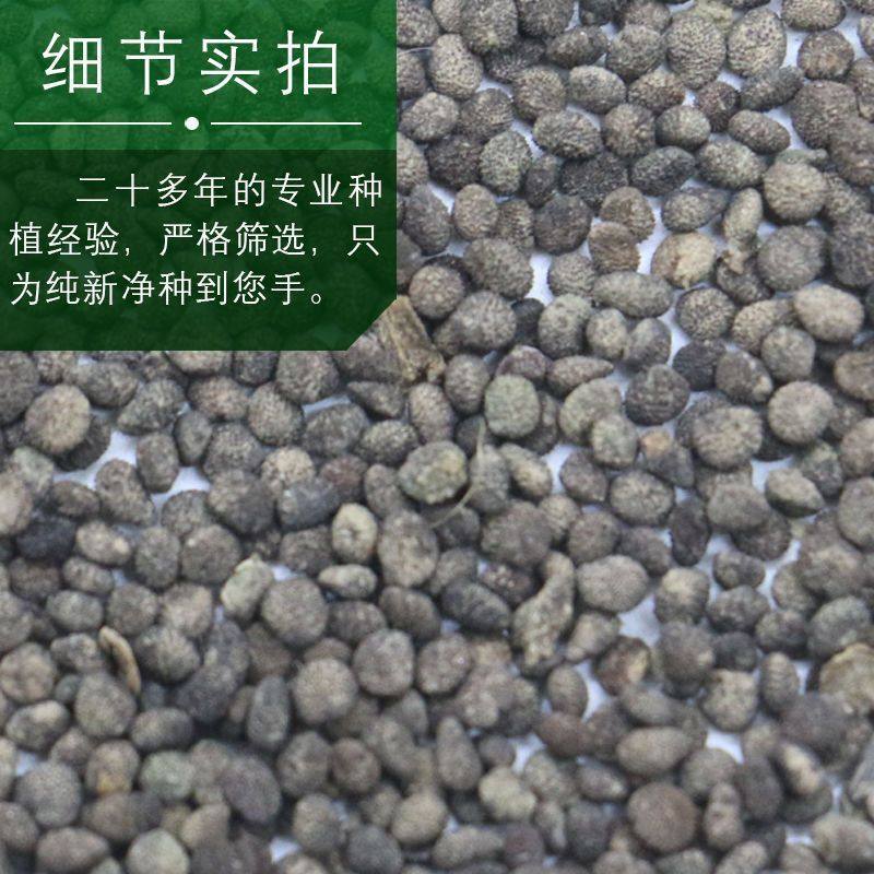 药材太子参种子2022年新四叶参种籽孩儿童参包邮四季播种阳台盆栽