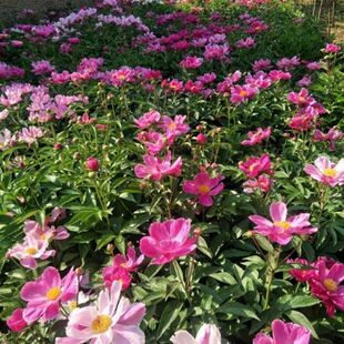 赤芍种子木芍药草芍红芍药毛果赤芍山芍药多年生药材草本用处广泛