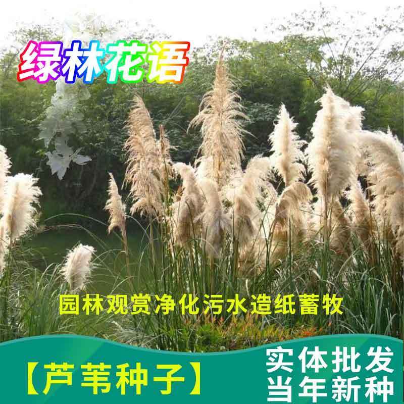 芦苇种子蒹葭保土固堤植物造纸制药端午节包粽子畜牧药用净化污水