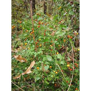 茜草种子子四季播种用种籽籽草种子3