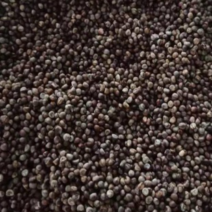 野生白蔹种子种苗蛇葡萄山地瓜野红薯五爪藤根白敛中草药材苗