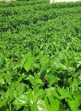 大叶蚕桑种子 强桑一号 养蚕喂蚕桑叶树种子 农桑14号 饲料桑葚籽