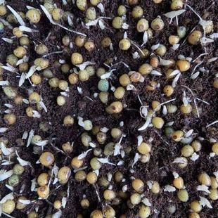 黄精种子野生新鲜鸡头黄精籽多花姜型老虎姜种子产地直发包邮