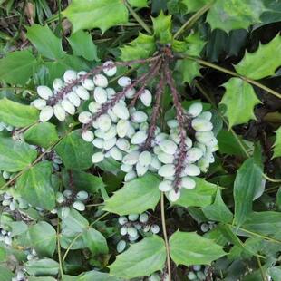 新种子十大功劳种子刺黄连土黄连黄疸树盆景药用绿篱种子包邮