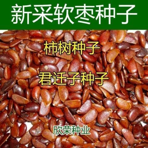 柿树种子君迁子种子黑柿子软枣种子嫁接柿子核桃树砧木野柿子种籽
