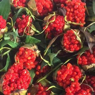 滇重楼种籽七叶一枝花种籽独角莲种子云南重楼种子种苗2023年新鲜