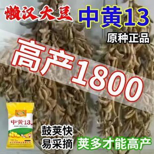 千斤豆黄豆种子早黄豆种子农家自种大豆种籽特大早熟抗病