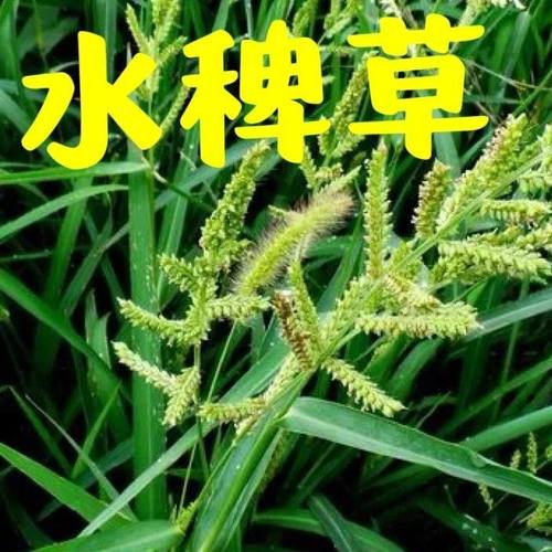 散装精选稗草种子 稻田养喂鱼草 水稗草籽 四季水草种子小米草籽
