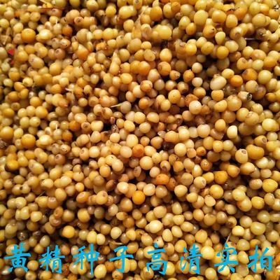 新采黄精种子 黄精籽 药材黄精 老虎姜 鸡头黄精 龙衔 药材种子