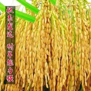 糯稻糯稻种子高产大穗大粒中糯圆粒糯米珍珠糯稻糯米水稻种子易种