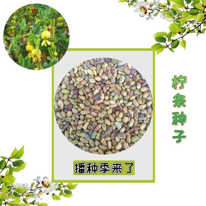 柠条种子小叶锦鸡儿种籽林灌木抗旱治沙多年生护坡绿化北方种植籽