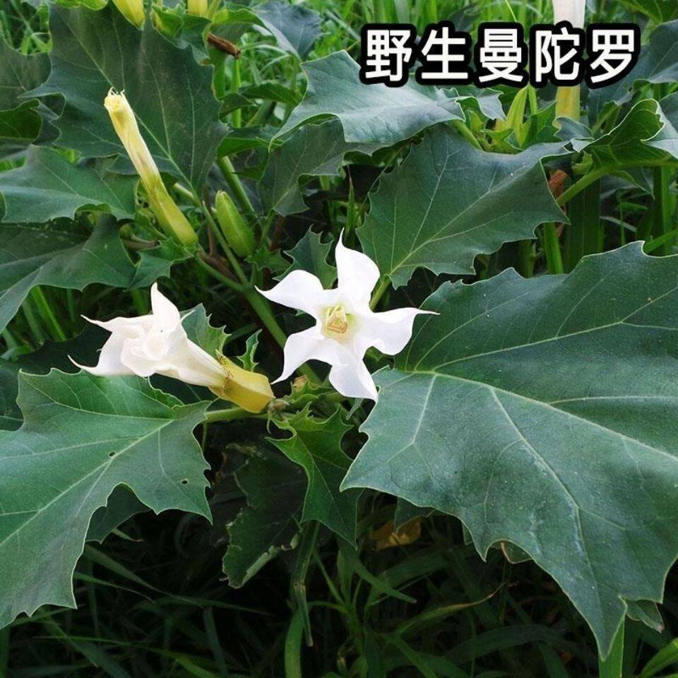 曼陀罗种子庭院花卉盆栽家庭阳台种植花草花海草花四季花卉花种籽