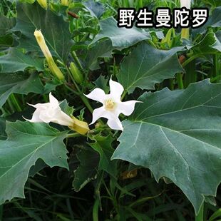 曼陀罗种子庭院花卉盆栽家庭阳台种植花草花海草花四季花卉花种籽