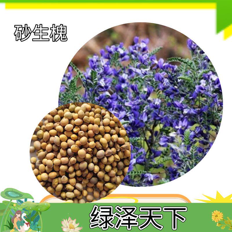 砂生槐种子林灌木籽花草阳台沙土防风固沙田园绿化可欣赏庭院种籽