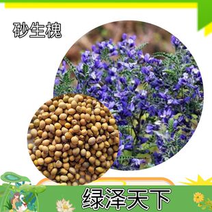 砂生槐种子林灌木籽花草阳台沙土防风固沙田园绿化可欣赏庭院种籽