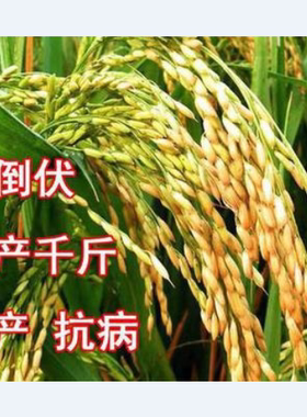 郑旱10号高产正品旱种子抗倒抗病可留种国审优质旱稻旱谷种子稻谷