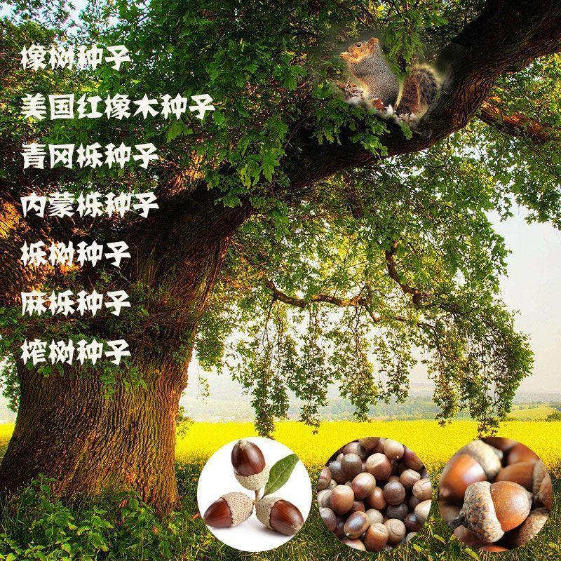 橡树种子青冈栎种麻栎种象树种橡籽美国红橡红栎树柞树娜塔栎种籽