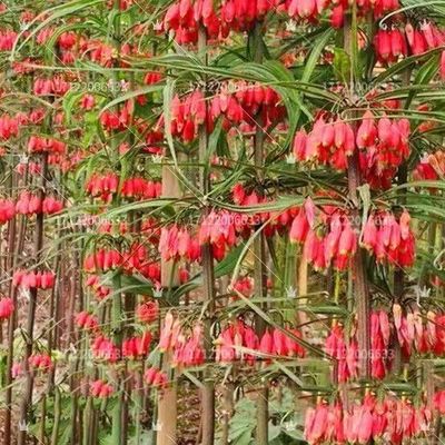 云南中药材滇黄精种子红花黄精种子老虎姜种子玉竹种子多花黄精苗