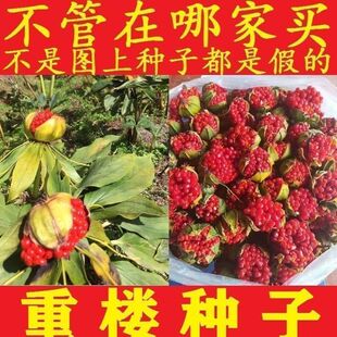 药材种子种苗 七叶一枝花 独角莲 华重楼种籽 滇重楼种子