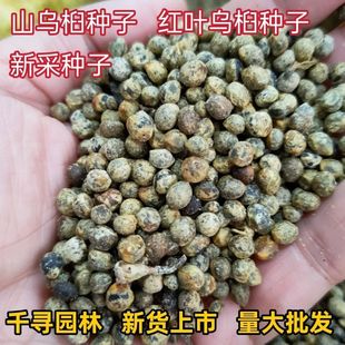 新采山乌桕种子 山乌桕 红叶乌桕 乌桕树子 乌桕蜜 山乌桕树种子