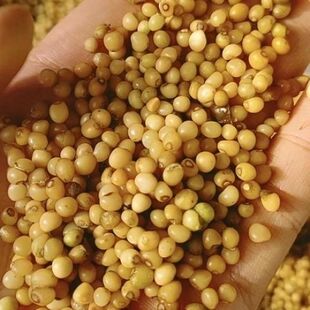 云南黄精种子老虎姜节节高不倒苗多花鸡头野生红花滇黄精玉竹种子