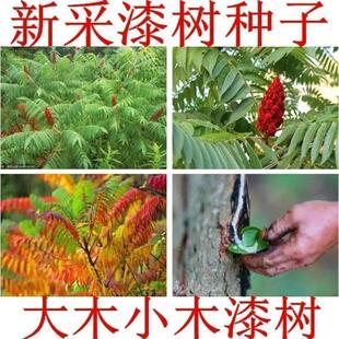 新采野生大木漆树种子 漆树种子 漆树油种子当年新采出芽率高