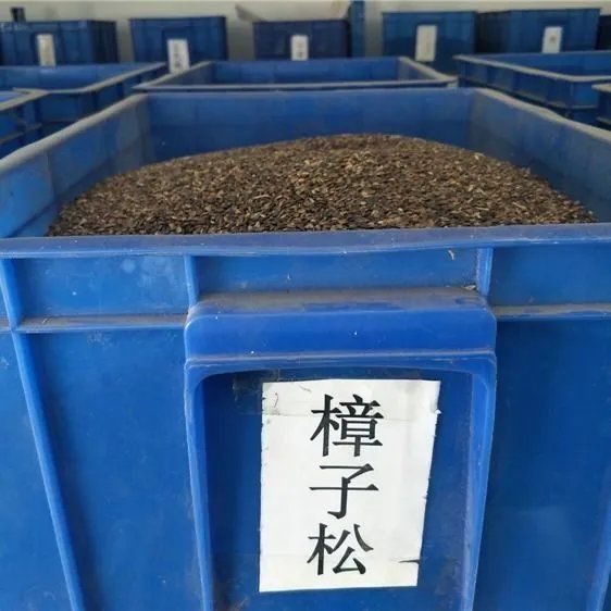 正宗樟子松种子 新采种子 西伯利亚松黑河赤松 新种子 林木树种