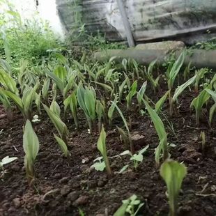 毛慈菇种子 冰球子果荚 人工授粉果荚大饱满 好种植